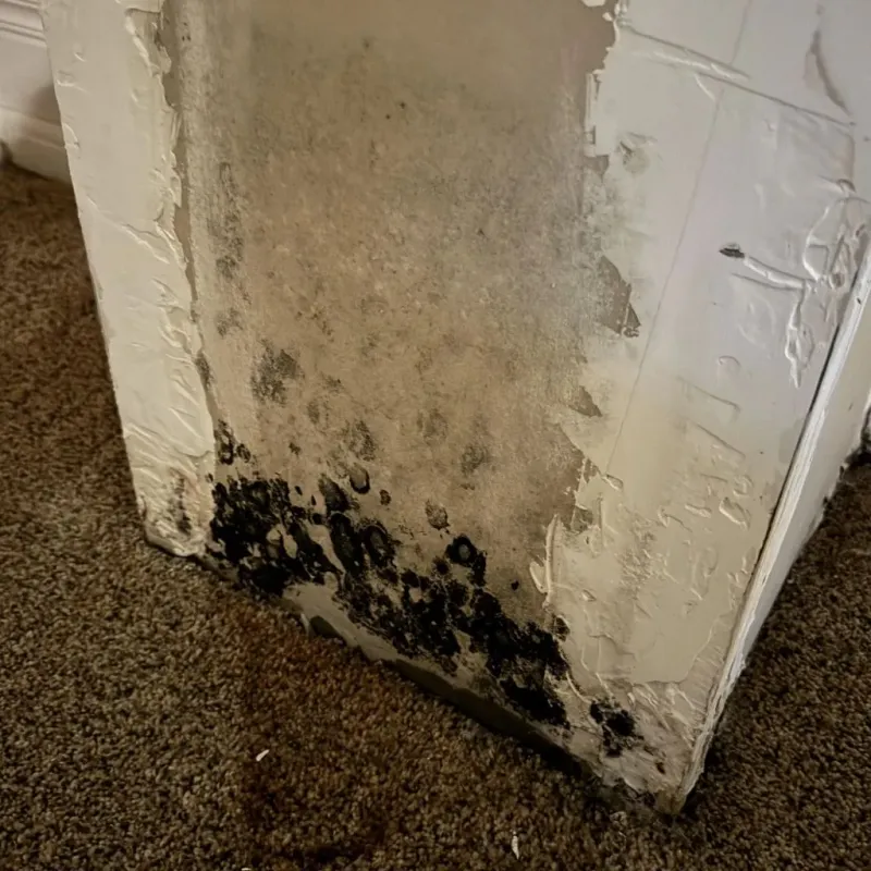 Professional Mold Removal in Eastland, TX